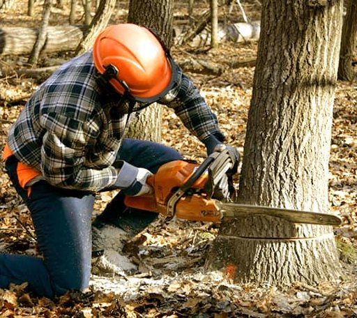 Tree Removal in Olivet, SD